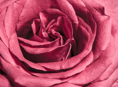 Close up beautiful pink rose , Sweet color natural floral background, Vintage picture style