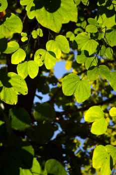 leaves of Bauhinia tree