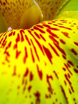 Fresh flower red spots on bright yellow petals, Vivid color and fragile petal of Canna indica, Tropical plant