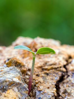 Young seeding sprout up rocky mountain soil