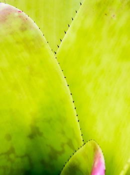 Detail texture and thorns at the edge of the Bromeliad leaves