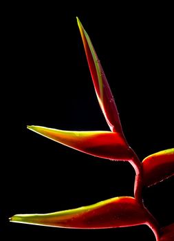 Hanging lobster claws flower in black background