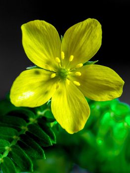 Yellow wild flower of small caltrops weed