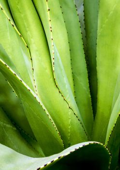 Agave succulent plant, close up white wax on freshness leaves with thorn of Agave leaf