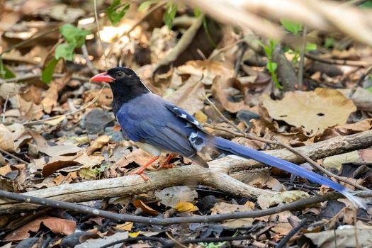 Image of Red billed Blue Magpie Bird on a tree branch on nature background. Animals.