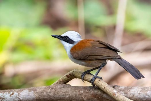 Image of White-crested Laughingthrush Bird on a tree branch on nature background. Animals.