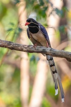 Image of Red billed Blue Magpie Bird on a tree branch on nature background. Animals.