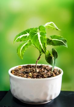 Syngonium wendlandii growing in the small ceramic pot, houseplant for room decoration