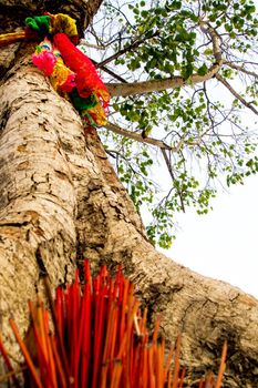 The worship with colored ribbons and incense sticks at the holy tree