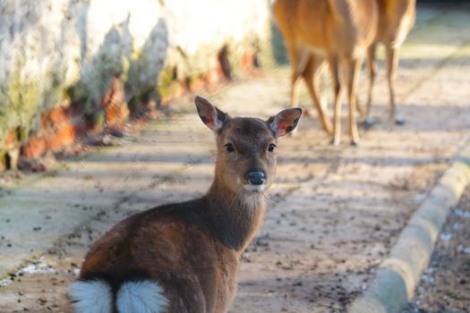 Beautiful view of the young roe deer in the wild