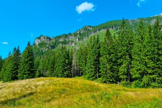 A picturesque view of the green forest in the mountains on a sunny day