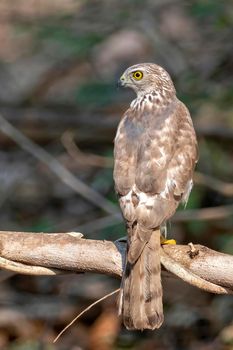 Image of Shikra Bird ( Accipiter badius) on a tree branch on nature background. Animals.