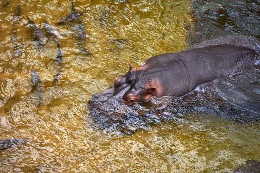 Hippopotamus in water. Large hippo.