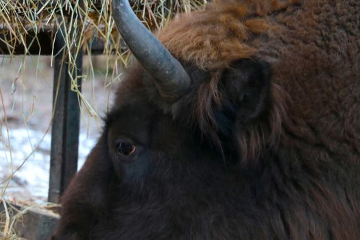 Selective focus, adult big bison eat hay