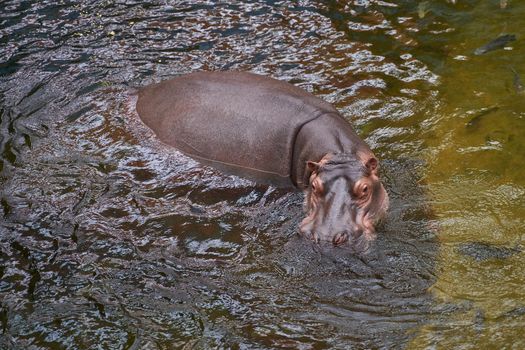 Hippopotamus in water. Large hippo.