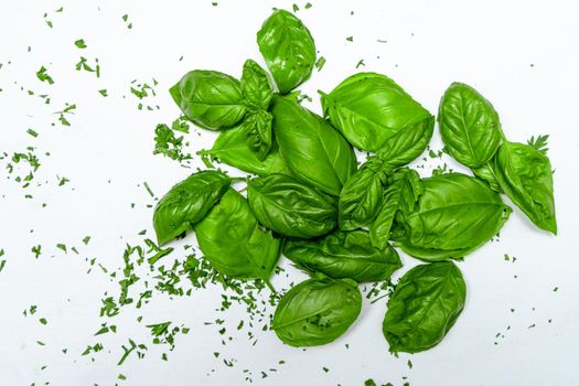 Fresh basil leaves on a white surface. Fresh, healthy and natural food concept.