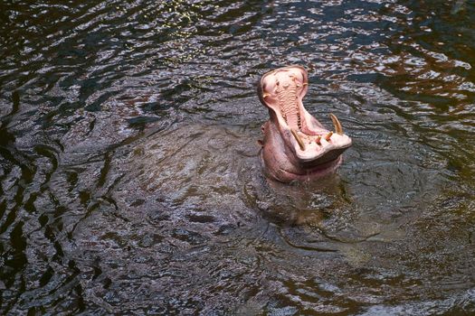 Hippopotamus in water. Large hippo.