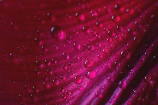 Abstraction Floral macro background. Water drops close-up on pink purple gradient flower with contrast background. Place for text. shallow depth of field abstraction.