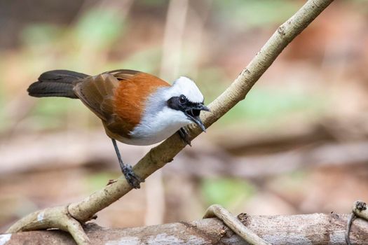 Image of White-crested Laughingthrush Bird on a tree branch on nature background. Animals.