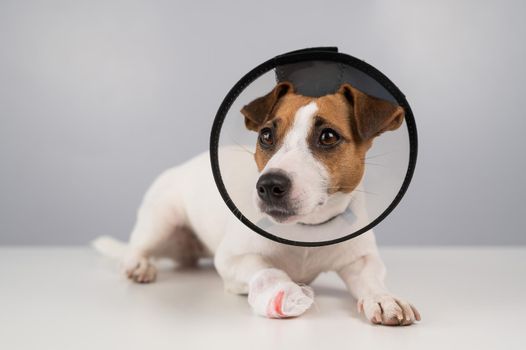 Jack Russell Terrier dog with a bandaged paw in a cone collar