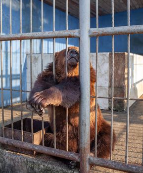 Russia, Dagestan, April 2, 2022. Sad bear in animal cage at the zoo. Wild bear stuck nose through animal cage bars and wants to bee free. Brown bear stuck his face out of the cage