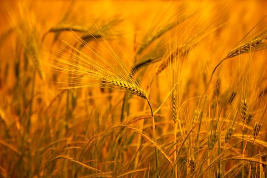 Sunny wheat wallpaper in boho style. Golden ripe ears on a sunny morning. Soft light nature banner