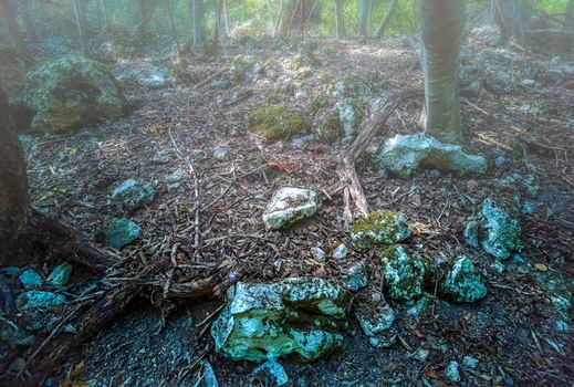 View inside of the mystic forest. Scenic foggy landscape