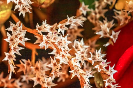 close up of beautiful small flowers. Natural pattern