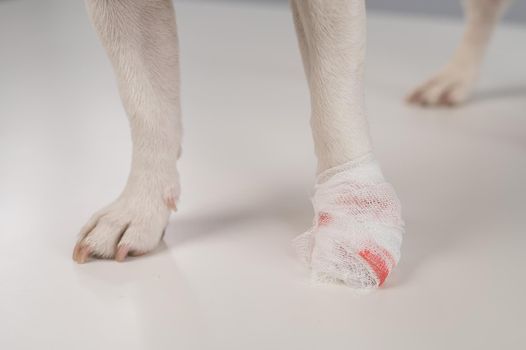 Close-up of a bandaged dog's paw on a white background