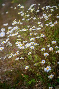 Wildflowers chamomile high in the mountains. Close-up.
