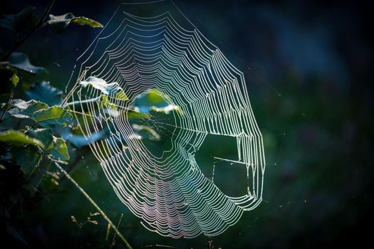 Cobweb web in the summer forest in the early morning with tangled insects.