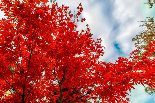 The beauty of autumn colors. Amazing colorful leaves.