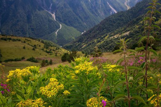 Yellow wild flowers in the early morning in the mountains. Drops of morning dew. Close-up.