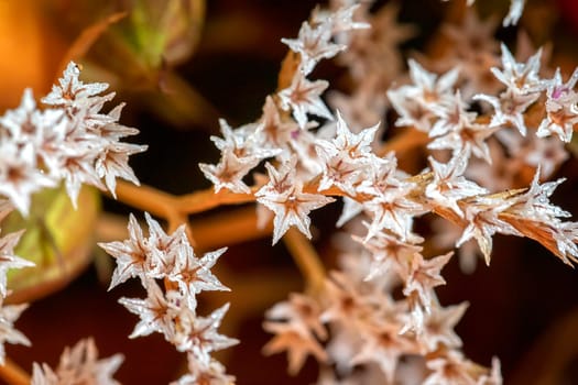 close up of beautiful small flowers. Natural pattern