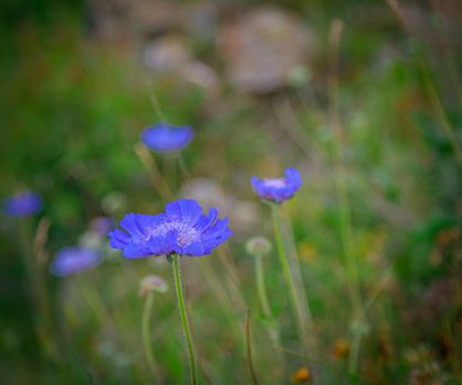 Field flower of blue cornflower in the mountains. Close-up.