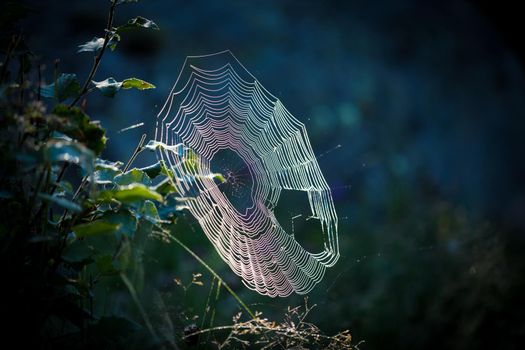 Cobweb web in the summer forest in the early morning with tangled insects.