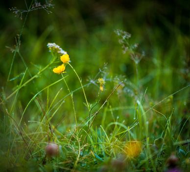 Yellow wild flowers in the early morning in the mountains. Drops of morning dew. Close-up.