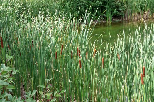 Common Brown Cattails Growing Along Edge of Pond in summertime. High quality photo