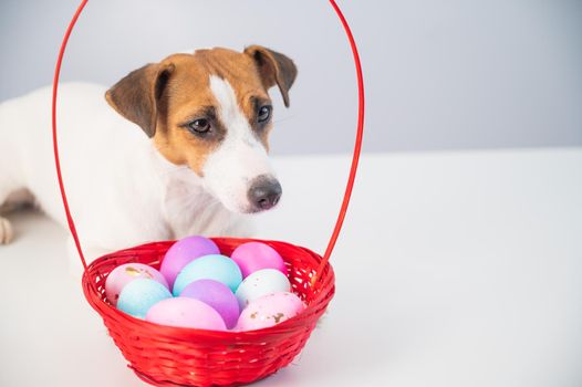 Jack russell terrier dog and a red basket with colorful eggs for easter on a white background.