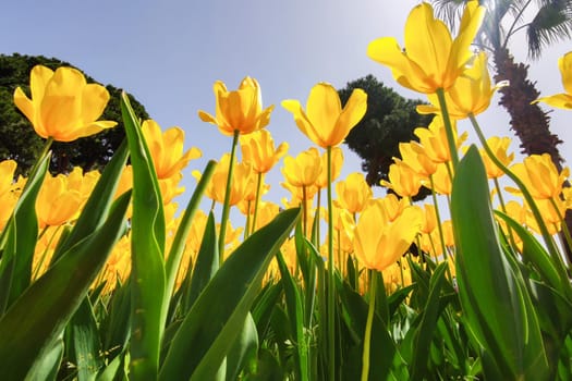 Yellow tulip growing in park on background of blue sky In rays of sun. Bottom view