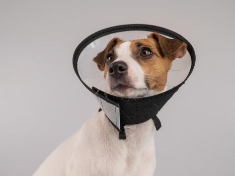 Jack Russell Terrier dog in plastic cone after surgery