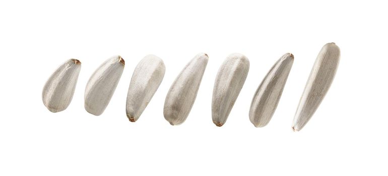 A set of white sunflower seeds. Isolated on a white background.