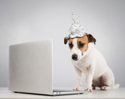 Jack Russell Terrier dog in a foil hat works at a laptop