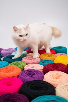 Close-up of a whiting fluffy cat among multicolored cotton skeins