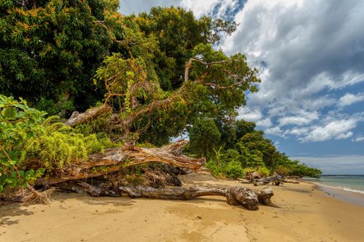 wild paradise beach in Masoala, Madagascar, Africa Wilderness, beautiful nature wilderness landscape