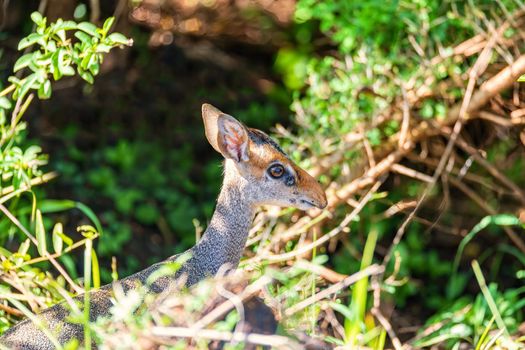 Dik-Dik, smallest and cuttest antelope species of small antelope in the genus Madoqua. Omo Valley Southern nations, Ethiopia, Africa wildlife