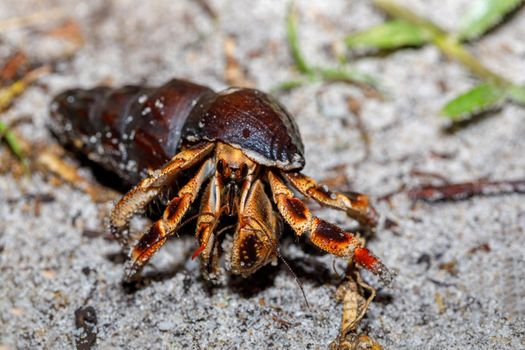 Big hermit crab with snail shell in natural habitat in rainforest Masoala national Park, Madagascar wildlife and wilderness