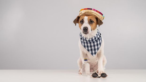 Jack Russell Terrier dog dressed as a Mexican