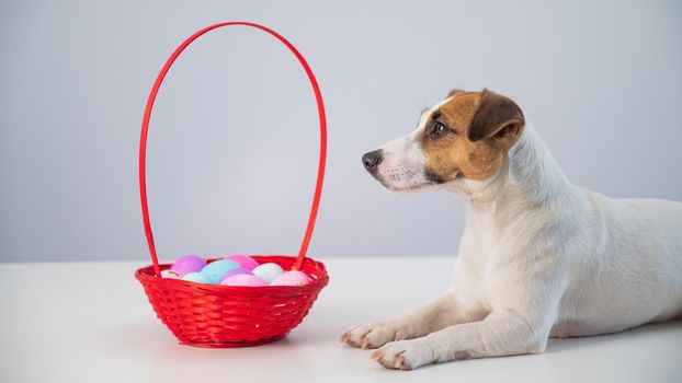 Portrait of doggy Jack Russell Terrier with a red basket with colorful eggs for Easter on a white background.