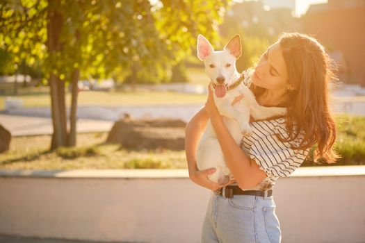 An active dog Parson Russell Terrier breed in a collar is sitting on his owner hands on an alley of a green park. White pup with a brown ear. Summer time or the beginning of an autumn. Nature. Pet care and training concept. Photo with a sun flare. Close-up.